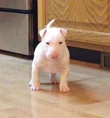 Descended from mixes of white english terriers an english bulldogs, in the early 1800's, these terriers were about twice as. Bull Terrier Puppies For Sale Oregon City Or 261864