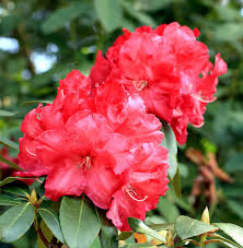 This is a smaller shrub than catawba below, and like all rhododendrons prefers. How To Grow Rhododendron And Azalea Growing Rhododendron In Pot