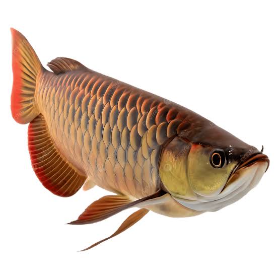Gambar Ikan Arwana Terisolasi Pada Latar Belakang Transparan, Ikan Arwana, Ikan, Latar Belakang Transparan PNG Transparan dan Clipart untuk Unduhan Gratis - Pngtree