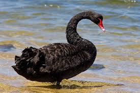 For queries regarding your swans club account, email accountquery@swanseacity.com. Black Swan Theory Wikipedia