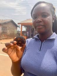 My first time seeing this sea food. You crack the shell and the flesh is in  it. The taste is similar to oyster. Have you tasted it before 👌 #Seafood  #prampram