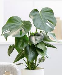Pin On Planting