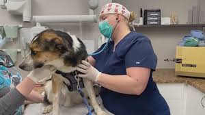 I absolutely love the pet hospitals! Coronavirus What Calgary Veterinarians Are Doing To Help Pets Calgary Globalnews Ca