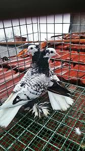 Pin By Ont On Pidgoen Guvercin 2 Pigeon Pictures Pigeon Racing Pigeon Lofts