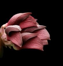 Image result for Bulbophyllum X chikukwa