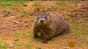 Ohhhh he saw his shadow!!...