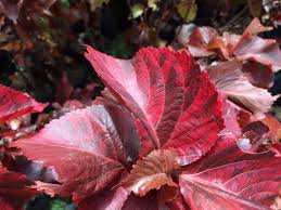 Image result for Acalypha volkensii