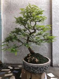 Focusing on styling bonsai, showing member's trees, bonsai care and general help. Tamarind Bonsai Tree For Sale Pregnancy Informations