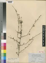 Image result for Indigofera lupatana