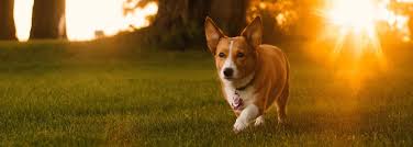 Some people who own pets would rather prefer that please note that most of the big and successful pet cremation services companies around started from the scratch and they were able to build a. Pittsburgh Pet Cremation Pet Cremation In Pittsburgh Dog Cat