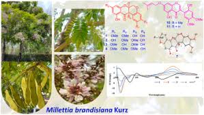 Image result for Millettia oblata