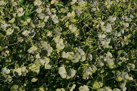 Image result for Euphorbia inaequilatera