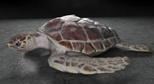 Sea Turtle 3d Model Turtle Max C4d Obj 3ds Fbx Lwo Stl Turtle Sea Turtle Loggerhead Sea Turtle