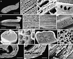 Image result for Halopegia azurea