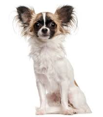 A chihuahua papillon mix is a wonderful thing for your family and your dog. Chion Dog Breed Everything About Papillon Chihuahua Mixes