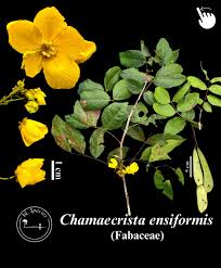 Image result for Chamaecrista wittei