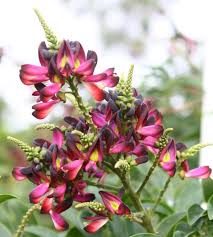 Image result for Millettia