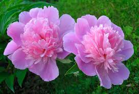 Peonies make the best time to transplant peonies is in september when they're past their summer growth and entering winter dormancy. Transplant A Peony In Five Easy Steps Hoosier Gardener