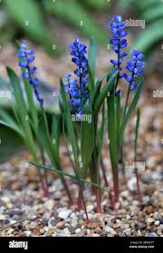 Image result for Hyacinthaceae