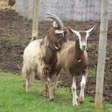 See more ideas about toggenburg goat, goats, dairy goats. Toggenburg Goat All About Goats