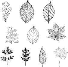 We've been doodling and drawing on our beautiful fall leaves. Leaf Patterns Leaf Drawing Pattern Autumn Art