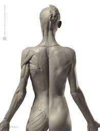 October 28, 2020 reading time: Anatomytools Com Anatomy Reference Human Muscular System Human Anatomy Female