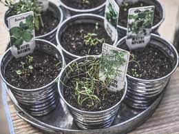 Grow Fresh Herbs In Your Own Balcony Garden In Dubai Mybayut