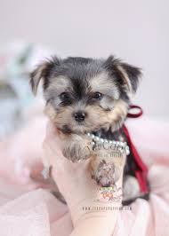 Get healthy pups from responsible and professional breeders at puppyspot. Beautiful Morkie Puppies For Sale At Teacups Teacup Puppies Boutique