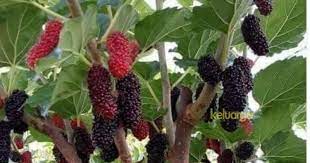 Check spelling or type a new query. Nampak Biasa Aje Buah Malberi Ni Rupanya Khasiatnya Luar Biasa Keluarga