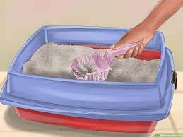 If not properly treated, worm infection will lead to a wide range of serious problems, like weight loss, dehydration, digestive problems, irritation around the back end, and poor coat condition. 4 Ways To Deworm Cats Wikihow Pet