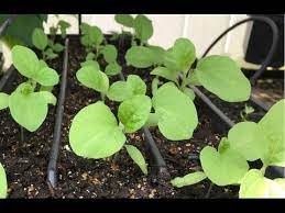 Agriculture,backyard gardening,seedlings,planting vegestables and raising native chicken and ducks @peterpaul aujero channel How To Start Eggplant Seeds Youtube