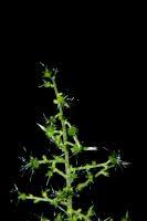 Image result for Acalypha racemosa