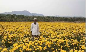 Floriculture The Way Forward
