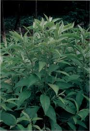 Sometimes rosemary plants are trimmed to resemble christmas trees or are cut into other shapes to use in landscaping. Ngai Camphor Encyclopedia Of Life