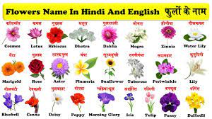 111 flowering plants and other botanical names for boys and girls. Flowers Name In English And Hindi With Pdf à¤« à¤² à¤• à¤¨ à¤® Flowers With Pictures Youtube