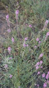 Image result for Hermbstaedtia fleckii