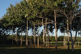 Image result for Tectona