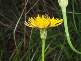 Image result for Hypochaeris