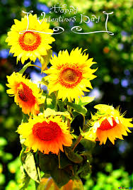 May you feel a wealth of love today and get all the hugs and kisses that you. Download Free Picture Sunflowers Bouquet Happy Valentines Day On Cc By License Free Image Stock Torange Biz Fx 207947