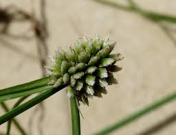 Image result for Cyperus dubius