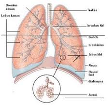 We did not find results for: Sistem Ekskresi Pengertian Anatomi Organ Fungsi Dan Gangguan