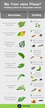 10 Hausmittel Gegen Schadlinge Im Garten Plantura Wer Frisst Meine Pflanze Schadlinge Anhand Der Blattschaden In 2020 Schadlinge Im Garten Pflanzen Garten Pflanzen