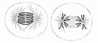 Theses first postcards were used a.) photographs of national parks b.) mementos c.) a. Unit 3 Review Mitosis And Meiosis