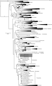 Image result for Oreophyton falcatum