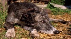 Whether you leave your dogs outside all day while you're at work or even for just a few hours at a time, it's critical that you provide them with shade throughout the day. Concerns About A Dog Being Kept Outside Rspca