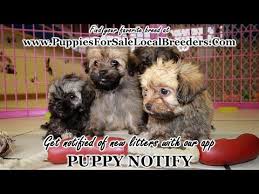 Havanese breeders havanese puppies for sale happy puppy puppy love sheepadoodle puppy chihuahua names lancaster puppies mini say hello to these sweet little havanese puppies. Havanese Puppies For Sale Georgia Local Breeders Near Atlanta Ga Youtube