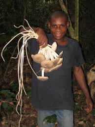 Image result for Pseuderanthemum ludovicianum