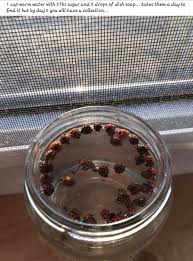Discover indulgent scents with dawn botanicals dish liquid. How To Get Rid Of Asian Beetles Asian Beetle Dawn Dish Soap Diy Pest Control