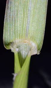 Image result for Urochloa marlothii