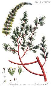 Image result for Chenolea